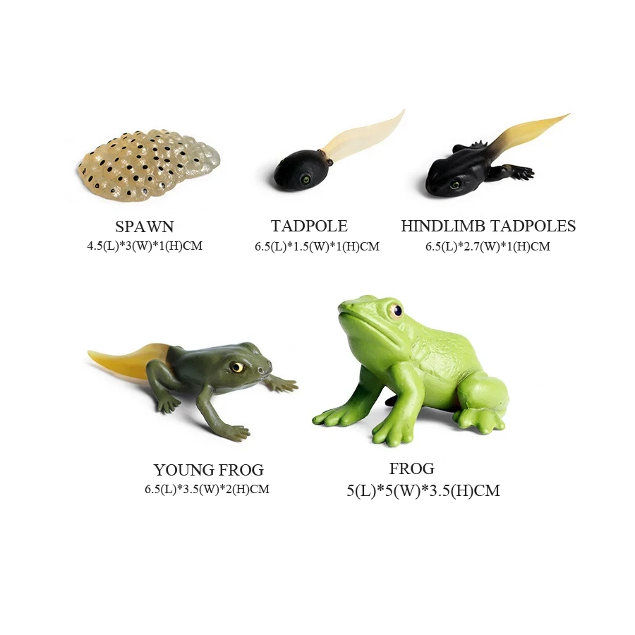 Frogs Models Wild Animals Figu - Kids Toys Reviews ulasan dan harga